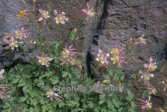aquilegia pubescens x formosa 3 graphic